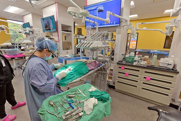 Center for Veterinary Dentistry and Oral Surgery